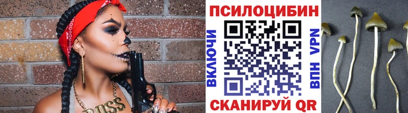 где можно купить   Судогда  Галлюциногенные грибы Psilocybine cubensis 